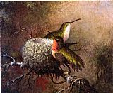 Two Ruby Throats by their Nest by Martin Johnson Heade